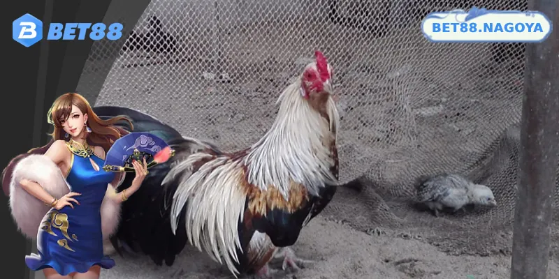 Bí Quyết Cược Đá Gà Tre Luôn Thắng Cho Anh Em Tân Thủ