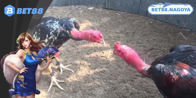 Trực Tiếp Gà Chọi C1 - Kênh Xem Chất Lượng Full HD